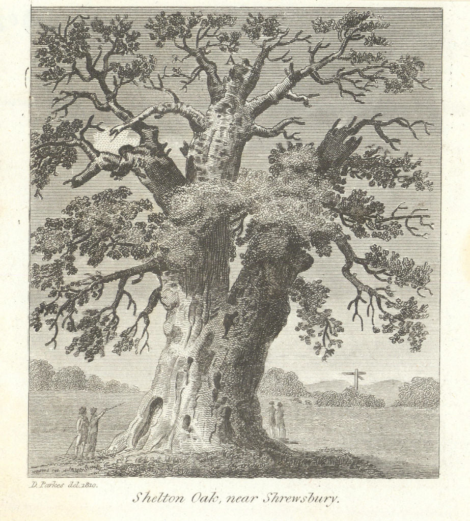 Shelton Oak, near Shrewsbury. Gentleman's Magazine 1810 old antique print